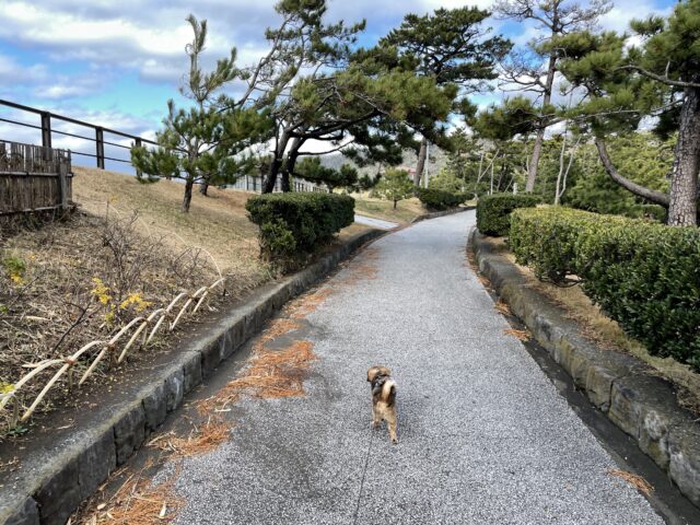 葉山公園と犬