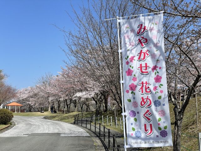 宮ヶ瀬湖畔園地の桜