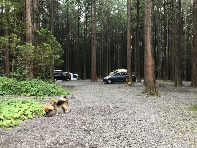ACN西富士オートキャンプ場と犬