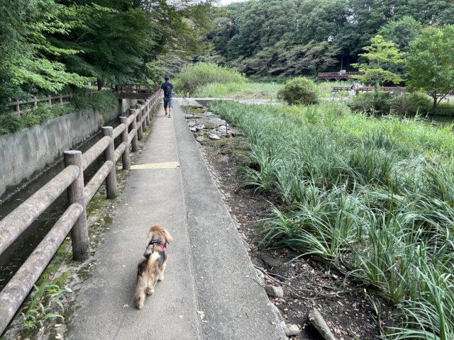 泉の森と犬