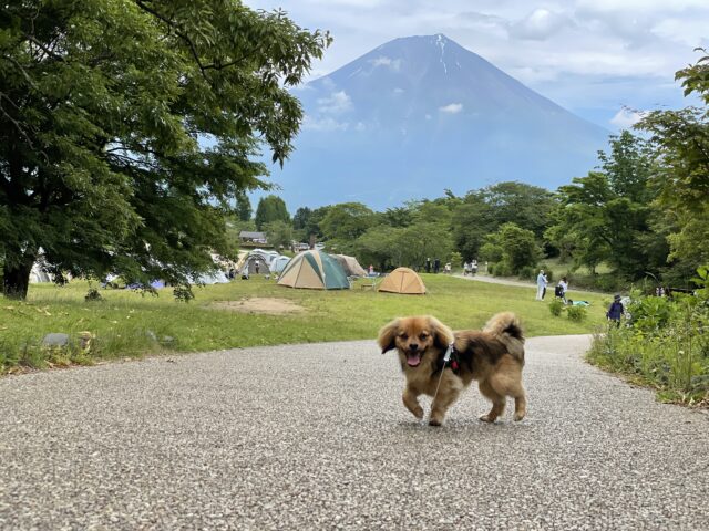 田貫湖キャンプ場と富士山と犬