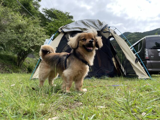 犬とテント