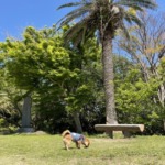 披露山公園と犬